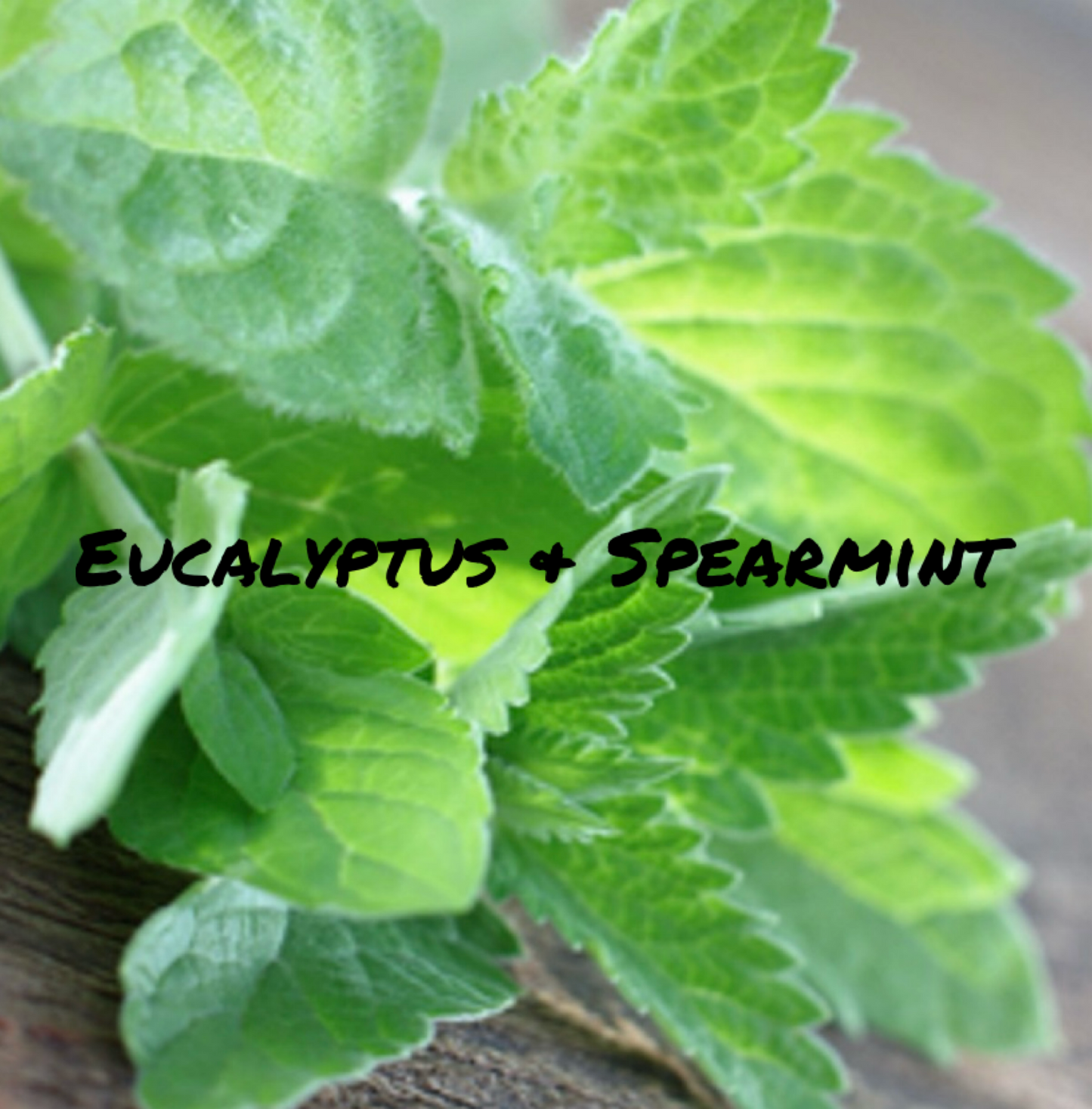 Eucalyptus & Spearmint.
Refreshing spearmint mingles with herbal eucalyptus to create the essence of this enticing aroma.