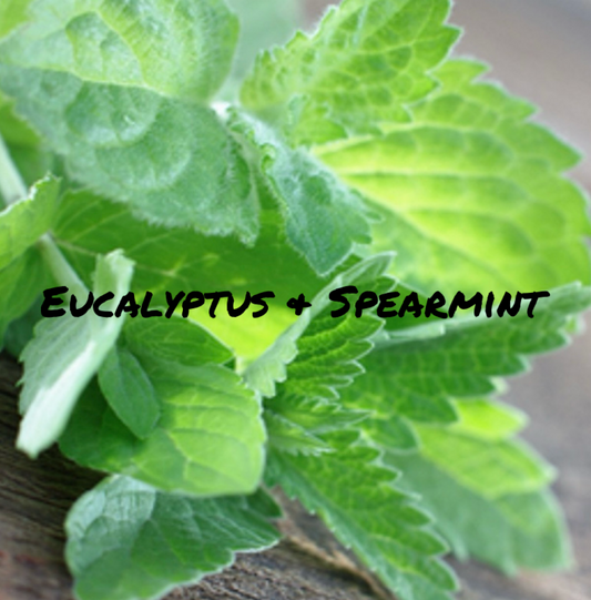 Eucalyptus & Spearmint.
Refreshing spearmint mingles with herbal eucalyptus to create the essence of this enticing aroma.