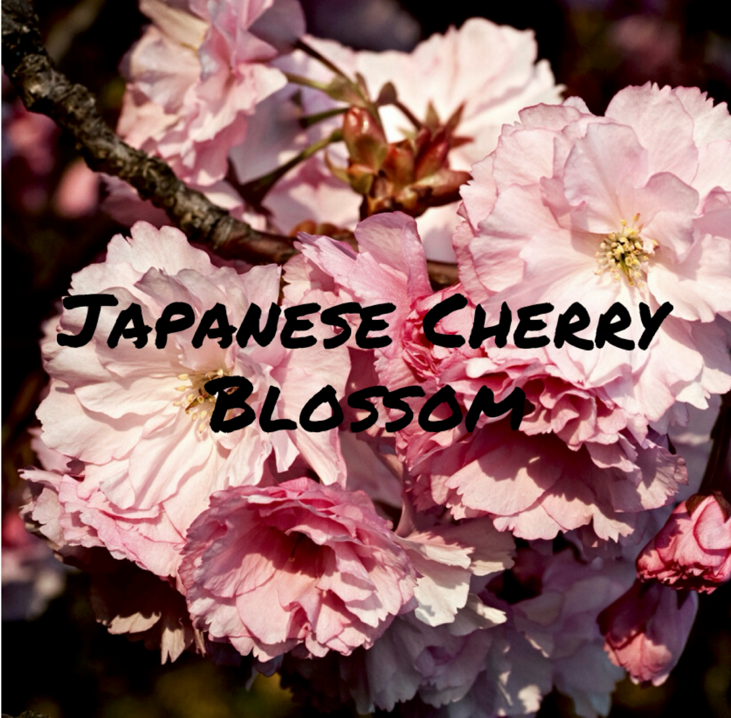 Japanese Cherry Blossom®️.
Timeless elegance of a Japanese cherry blossom. A versatile aroma blends floral sweetness with soft musk and hints of freesia, creating a fresh yet sophisticated fragrance.