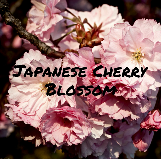 Japanese Cherry Blossom®️.
Timeless elegance of a Japanese cherry blossom. A versatile aroma blends floral sweetness with soft musk and hints of freesia, creating a fresh yet sophisticated fragrance.